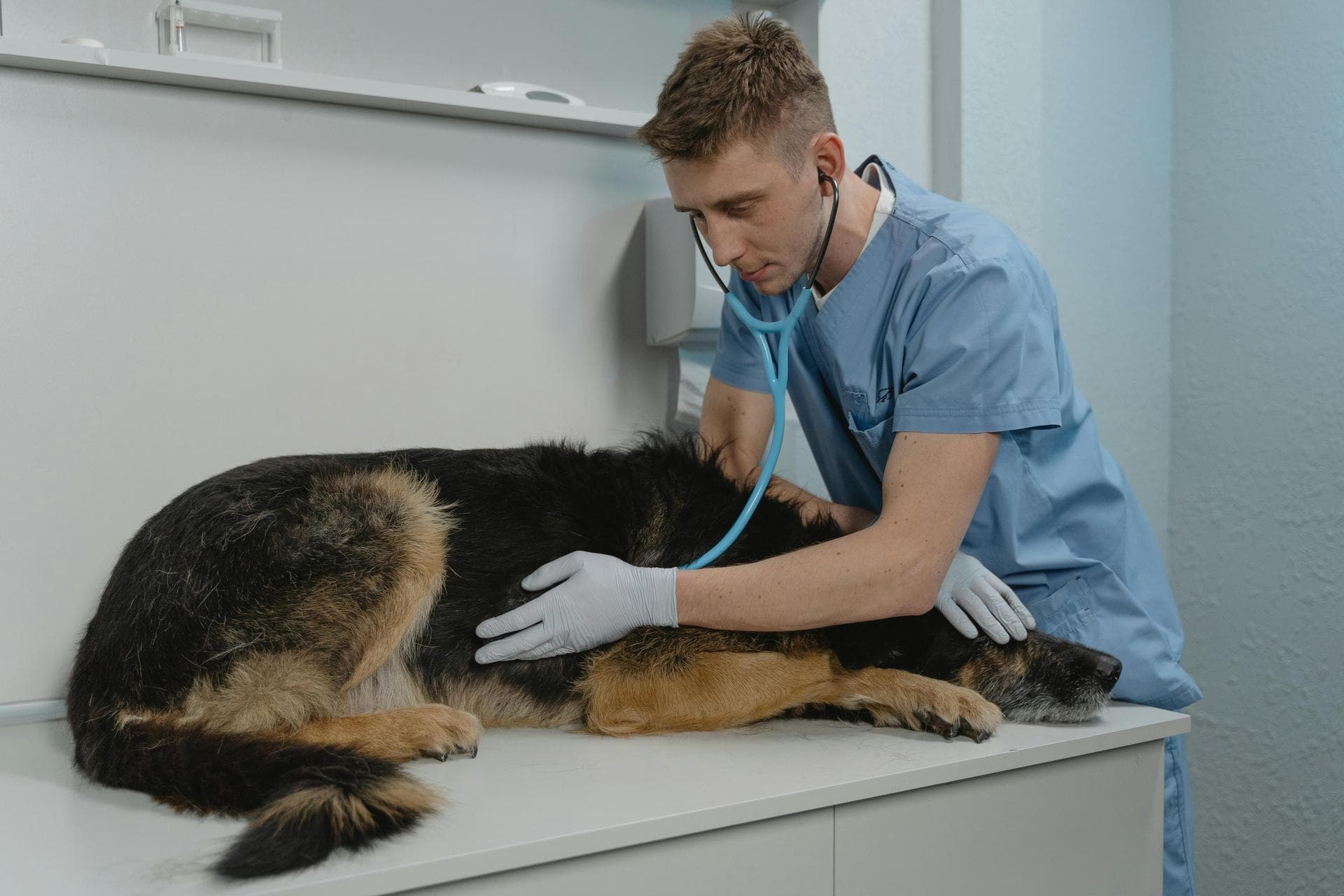 Best Vets in Oregon